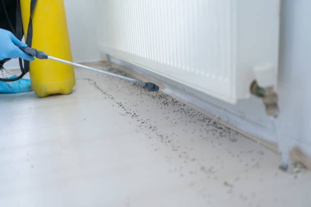 Flea Control Services in Cornish, ME